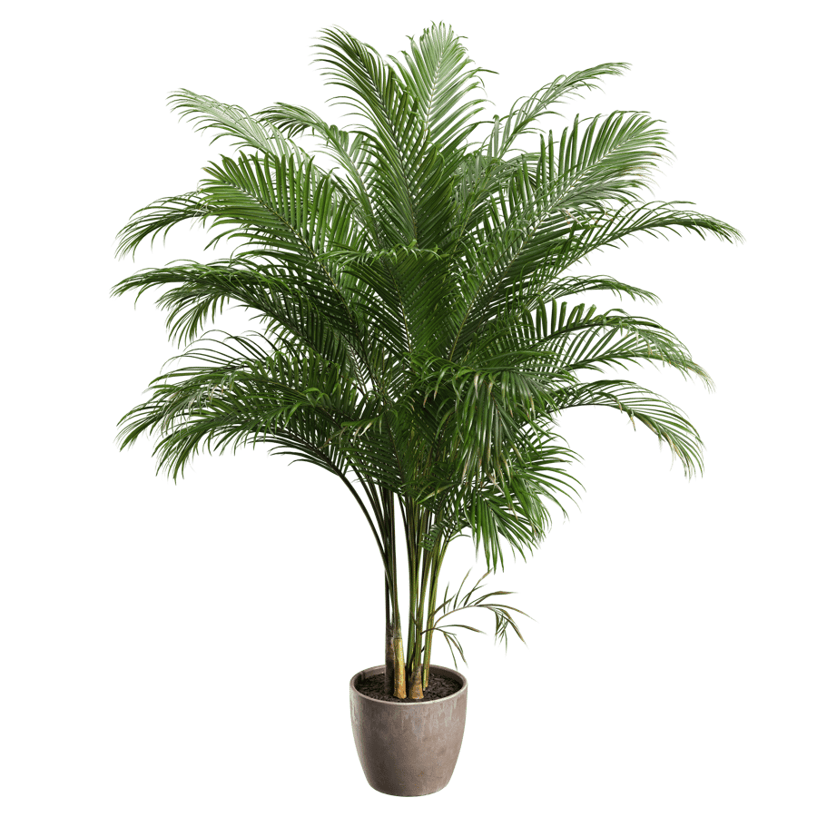 Large Areca Palm Potted Plant Model