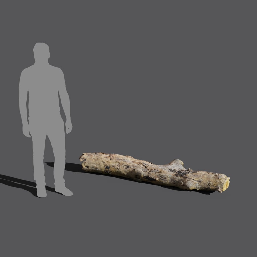 Medium Bare Conifer Log Model