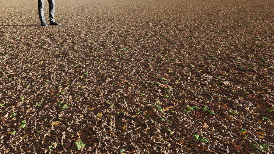 Scattered Debris & Clover Forest Floor Dirt Ground Texture