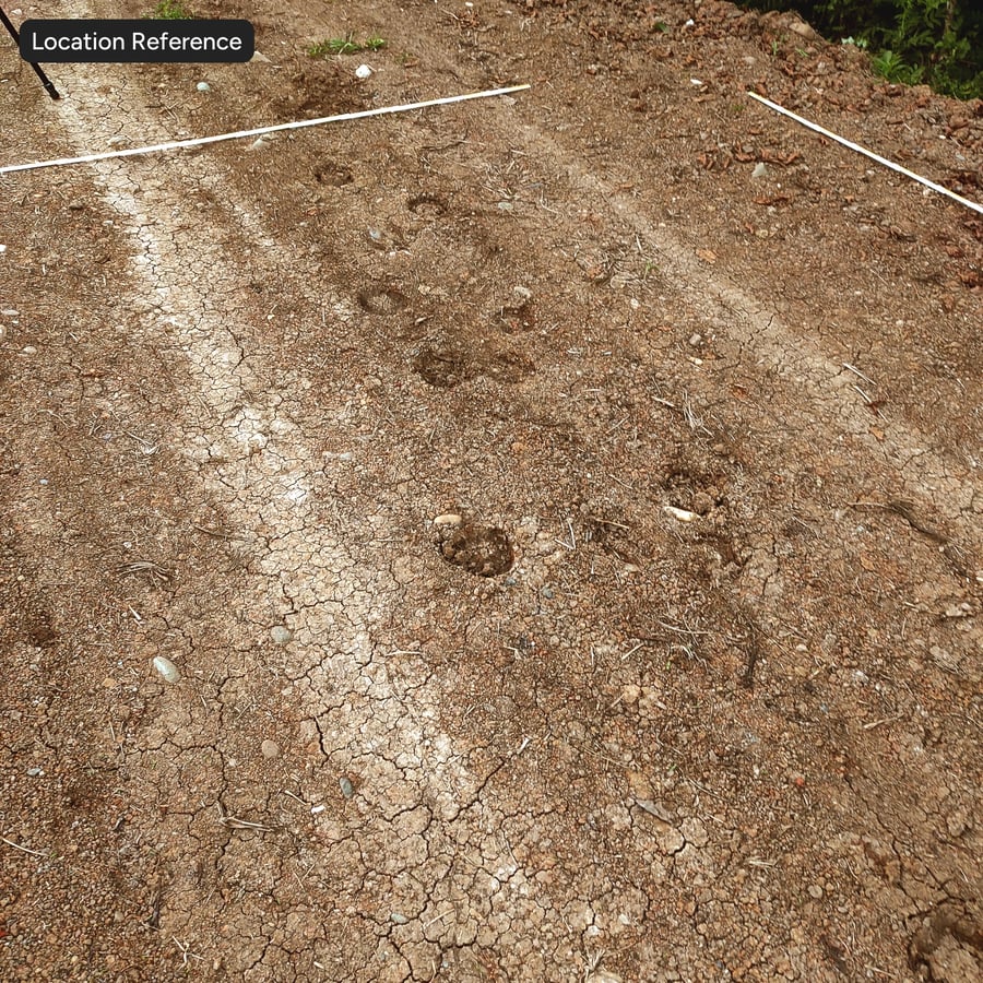 Pitted Dirt Road Texture
