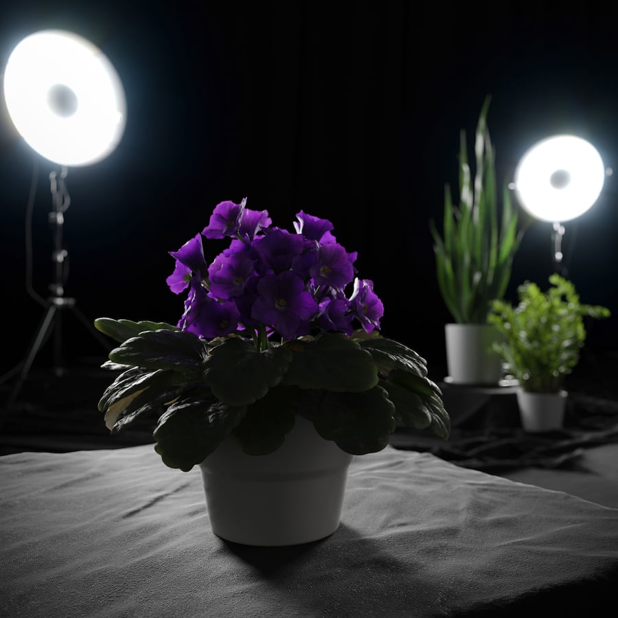 African Violet Plant Model