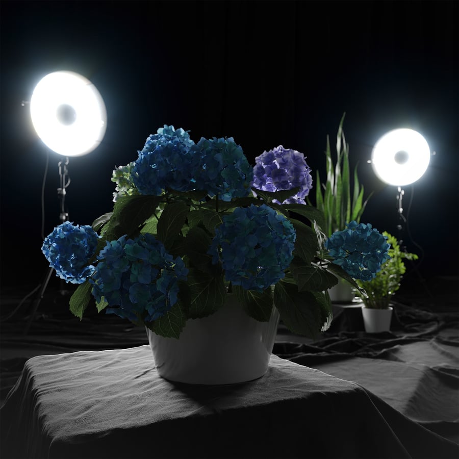 Modelo de planta de hortênsia Mophead, azul