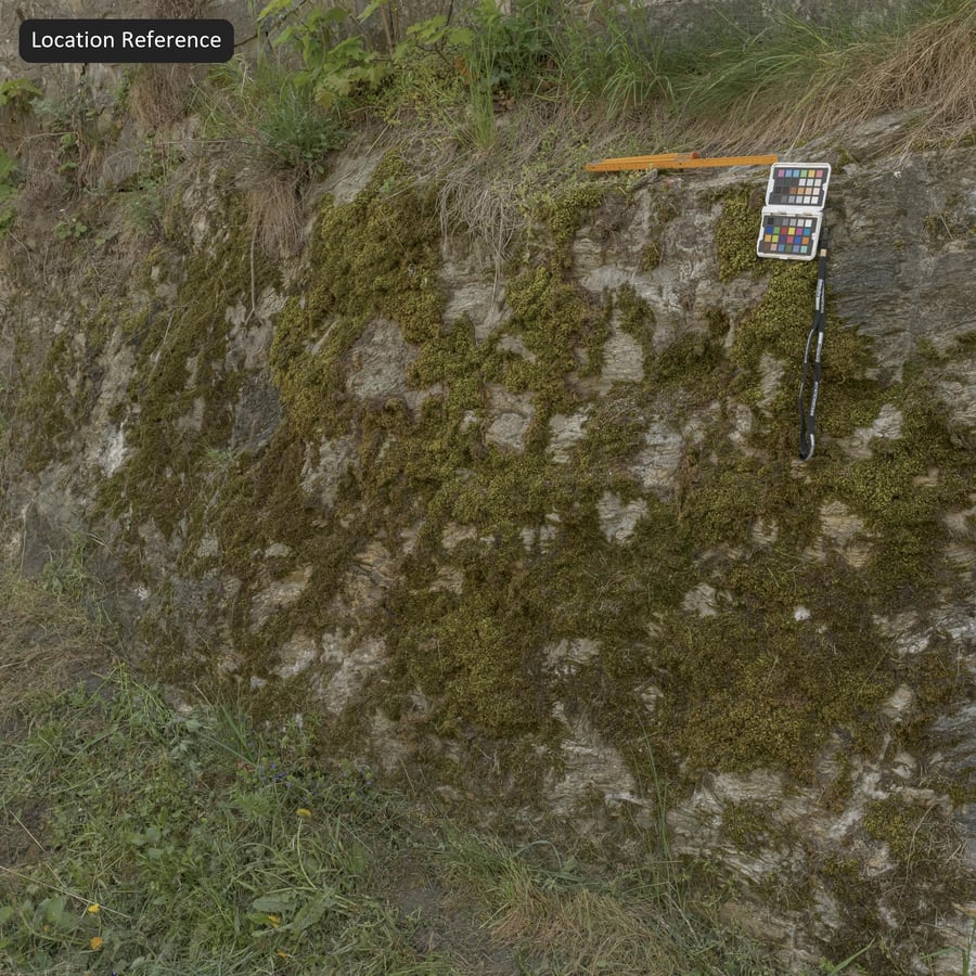 Texture rocheuse de la falaise moussue