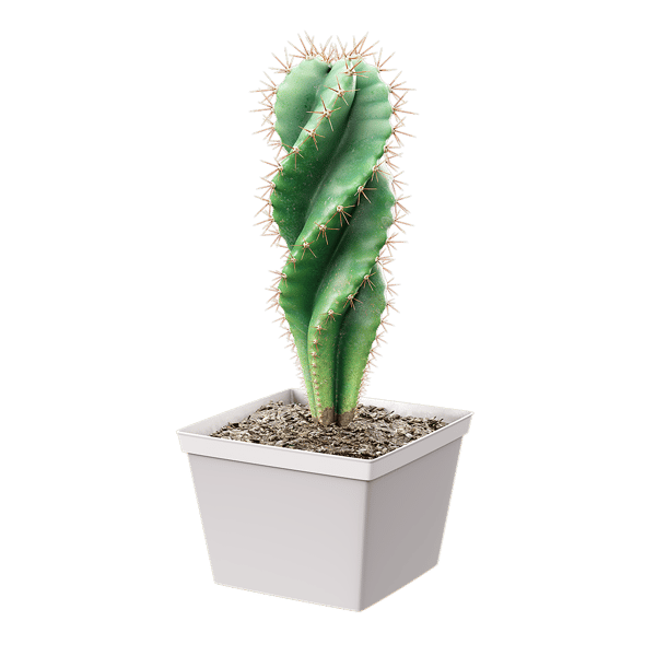 Spiraalvormige Cactus Potplant Model
