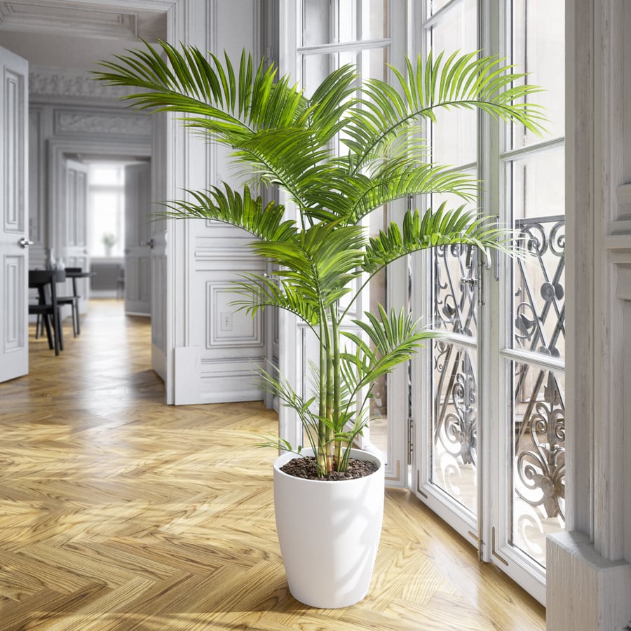 Planta em vaso Palmeira-de-salão Modelo