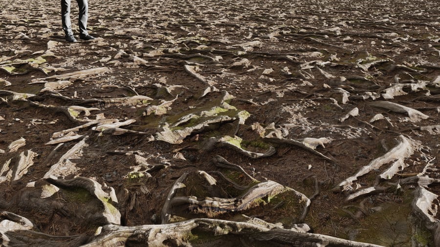 Textura de raízes de árvores cobertas de musgo na floresta