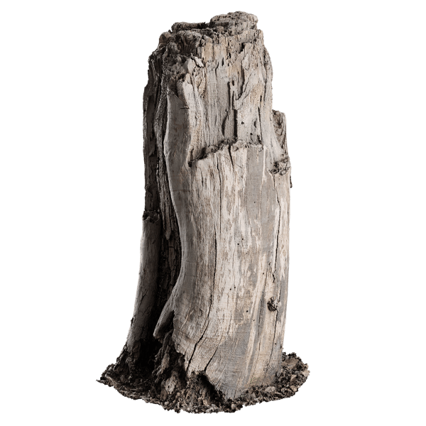 Medium Cut Decaying Bare Stump Model