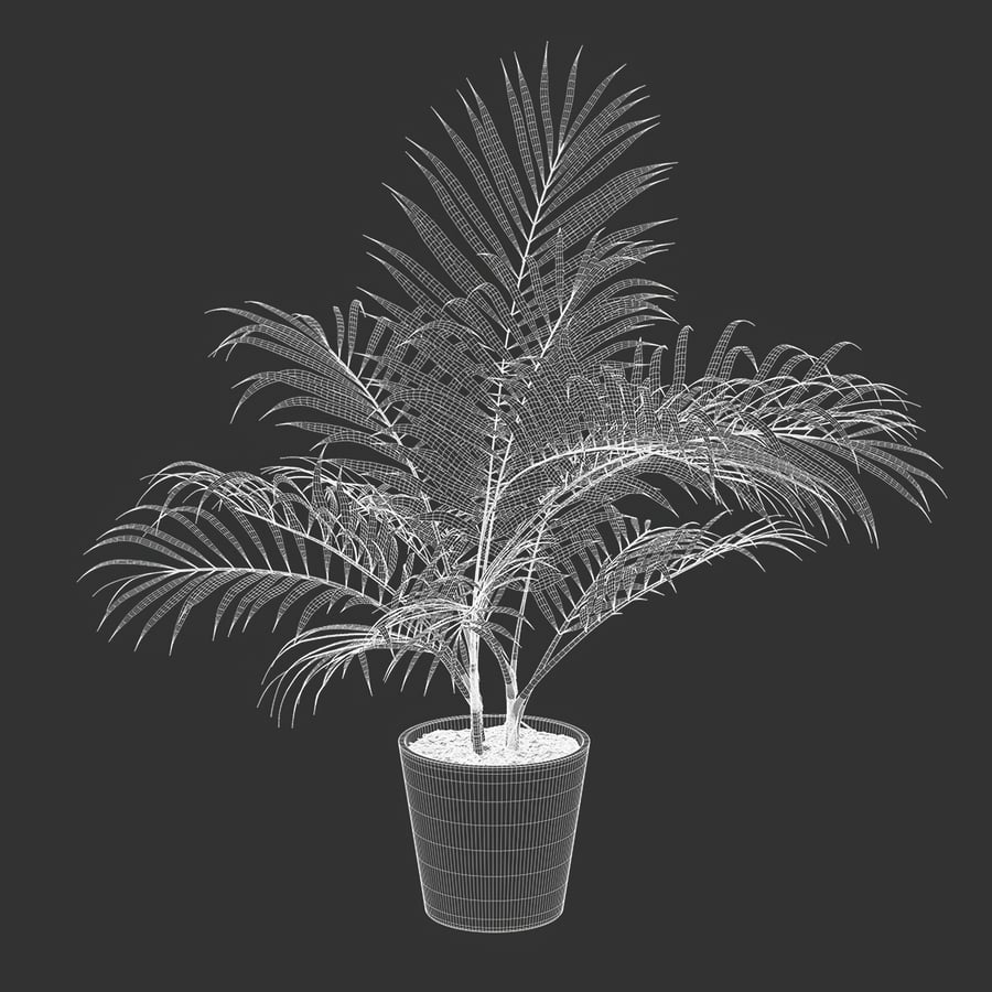 Bangalow Palm Potted Plant Model