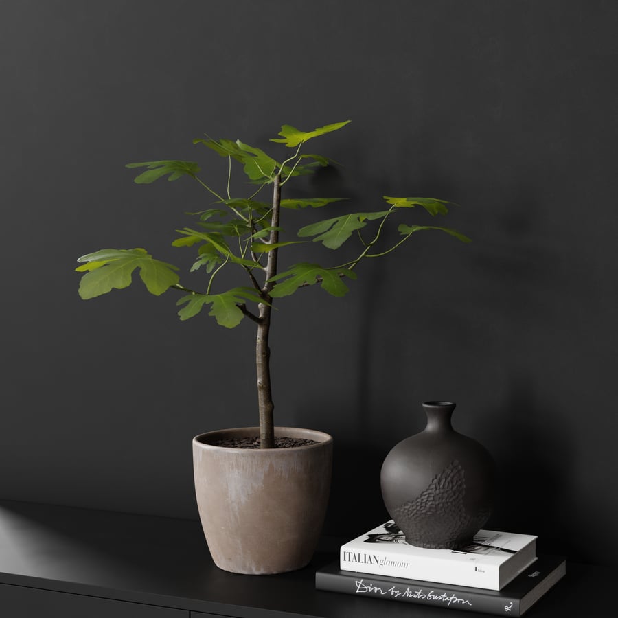 Medium Potted Fig Plant Model