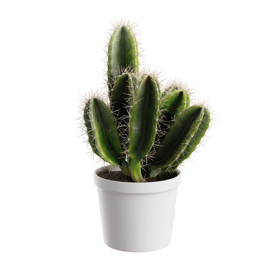 Generic Cactus Plant Model
