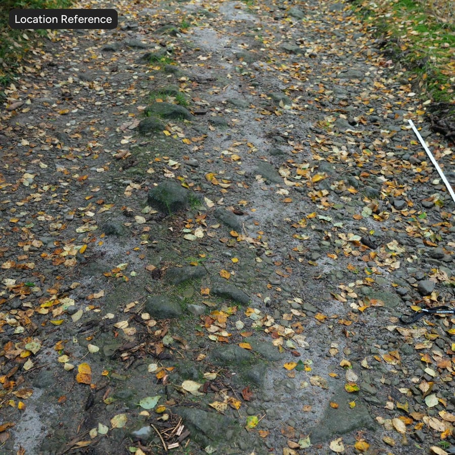Herfstbladeren op een onverharde weg Textuur