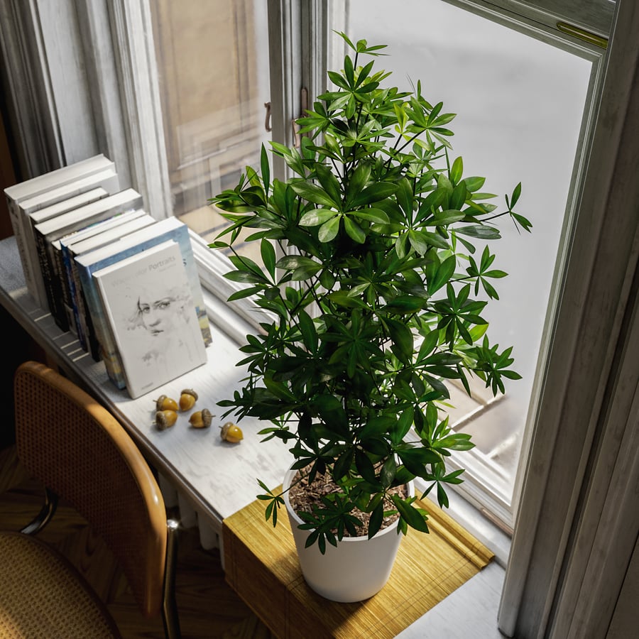 Planta em vaso Nora Dwarf Umbrella Tree Modelo