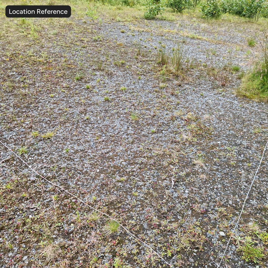 Mossy Gravel Texture
