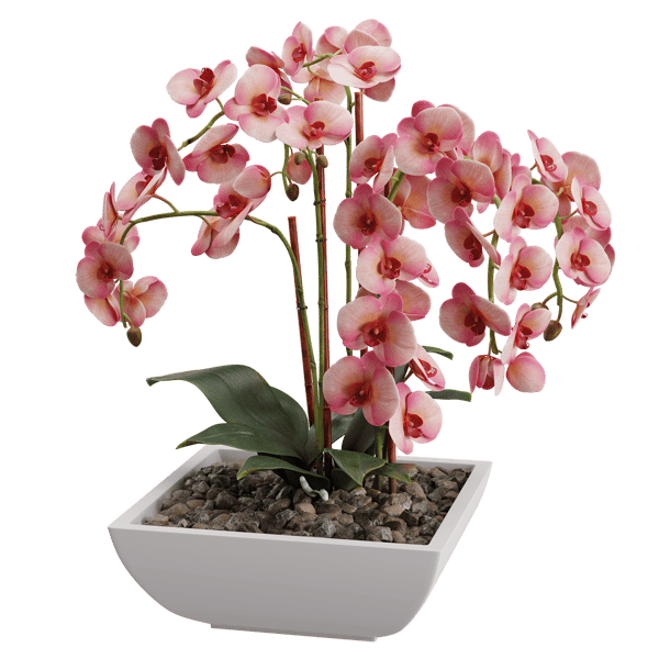 Orchid Plant Model, Red