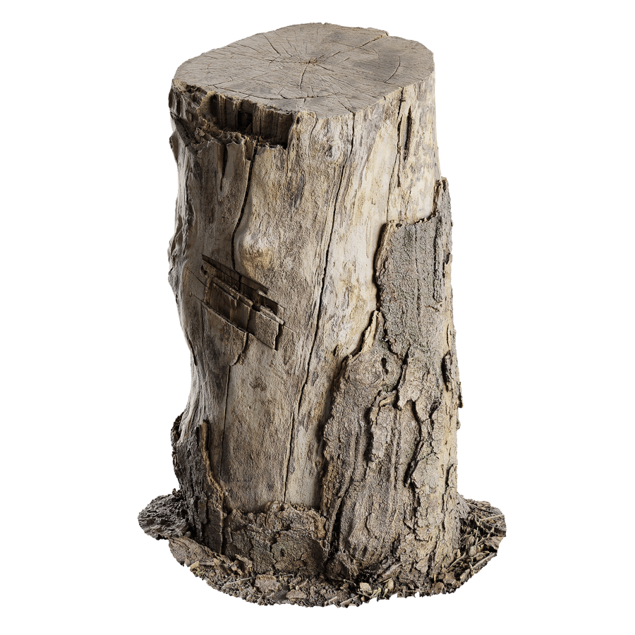 Medium Cut Semi-Bare Stump Model