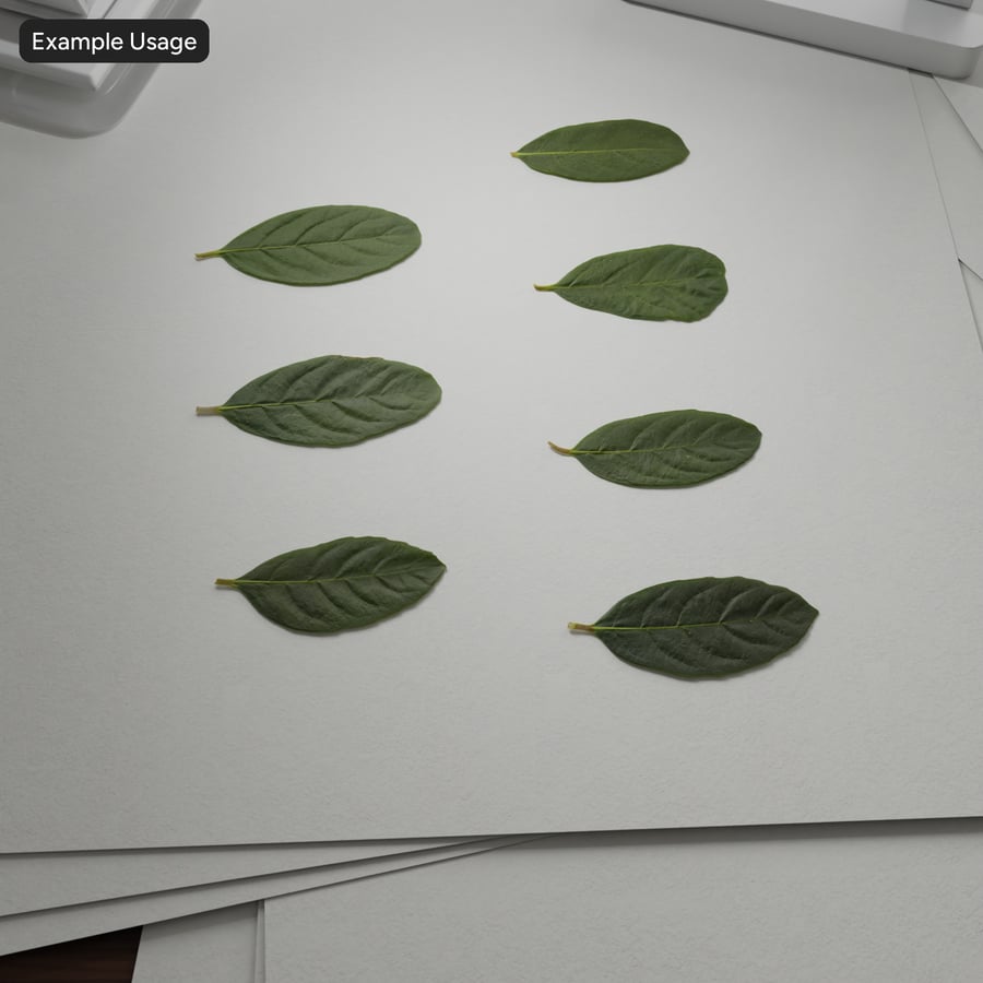 Viburnum Leaves Atlas