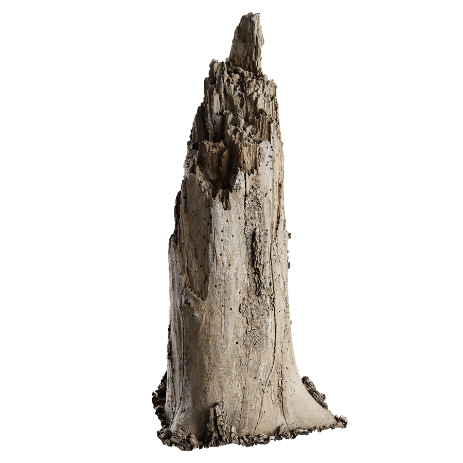 Medium Broken Splintered Decaying Bare Stump Model