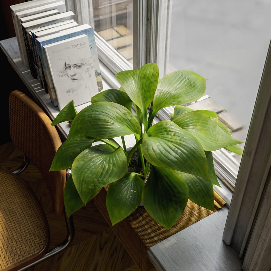 Plantain Lily Plant Potted Plant Model