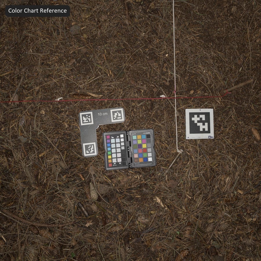 Lá thông khô trên kết cấu nền rừng