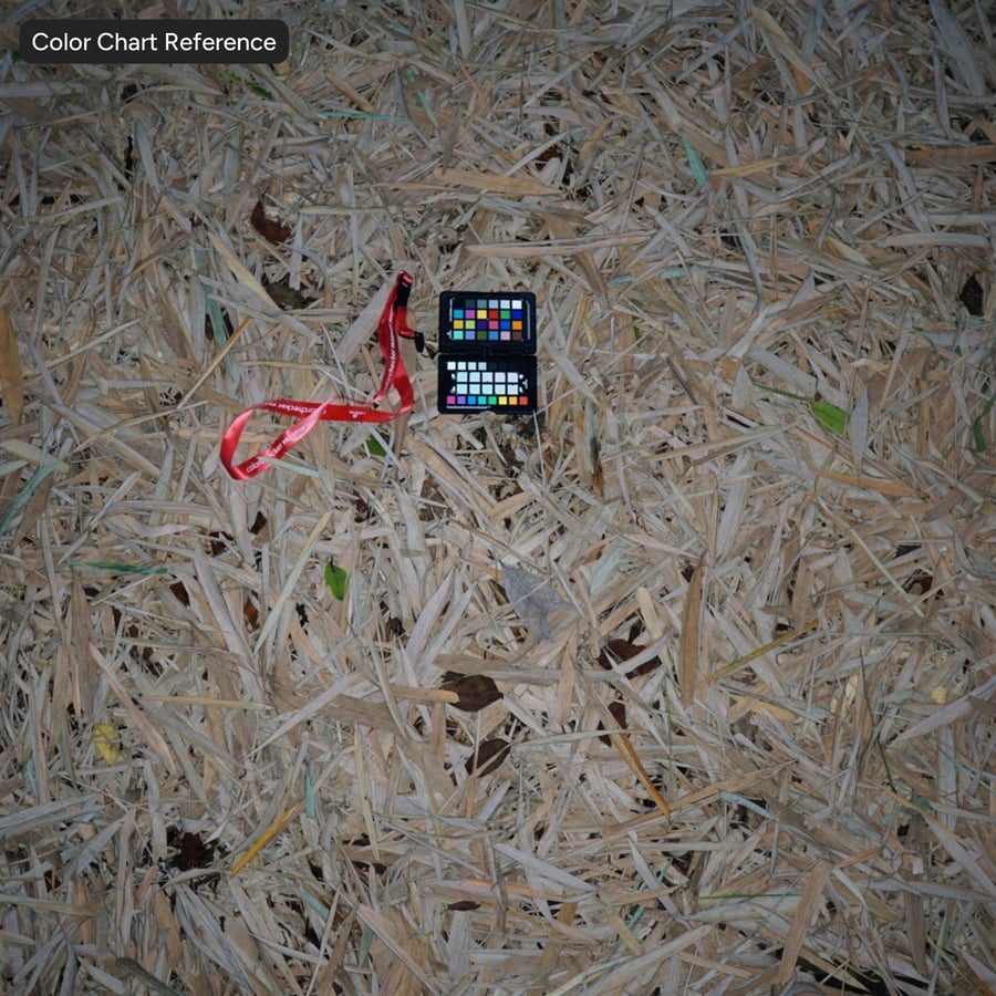 Textura de hojas de bambú caídas en el suelo