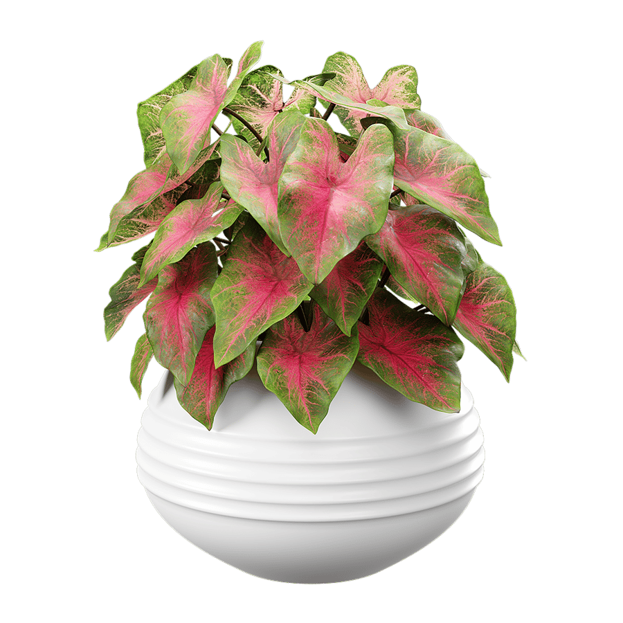 Caladium Potted Plant Model, Red