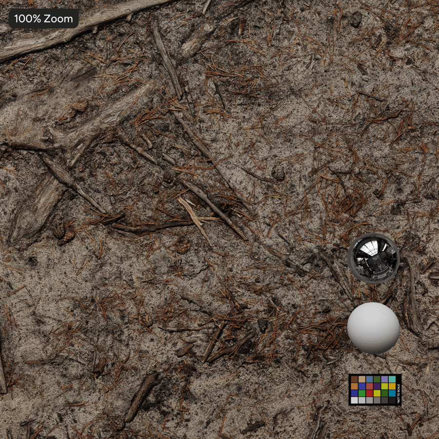 Conifer Roots on Forest Ground Texture