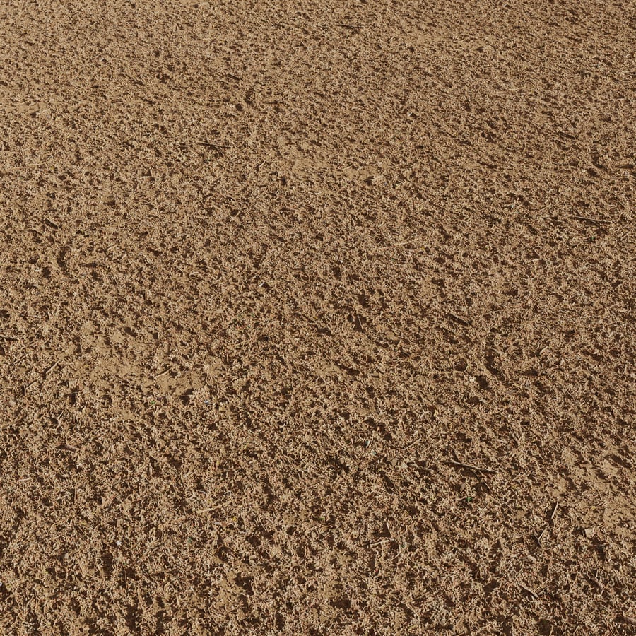 Forest Floor with Sparse Needles Ground Texture