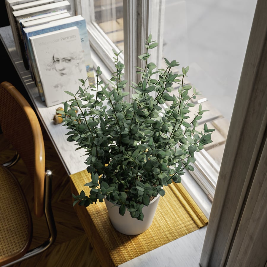 Planta jovem de eucalipto em vaso Modelo