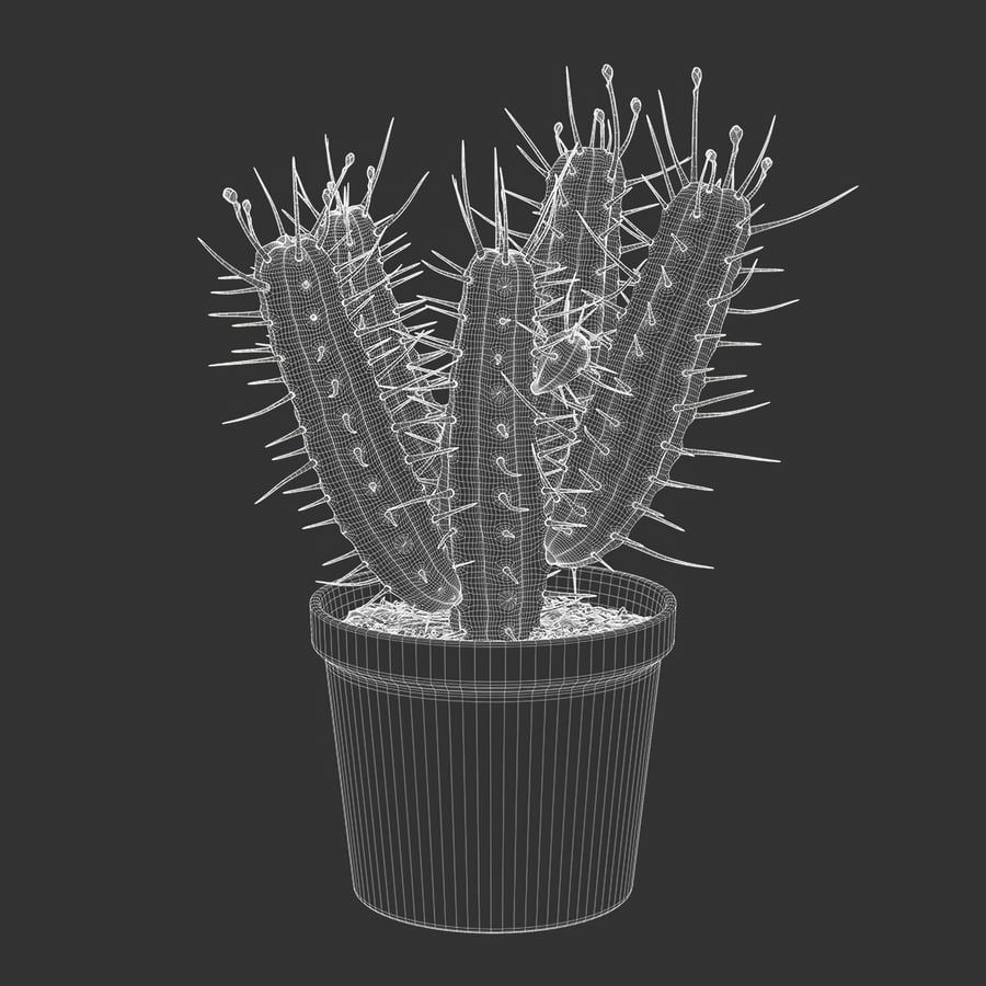 Planta em vaso Euphorbia Cactus Modelo