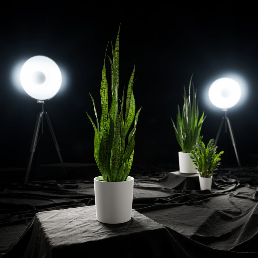 Planta alta de sansevieria em vaso Modelo