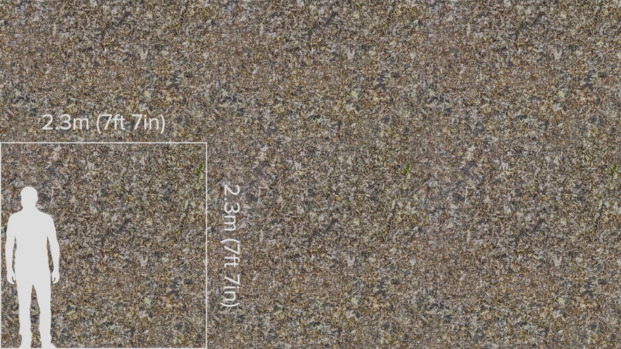 Textura de folhas secas e galhos na floresta, cinza