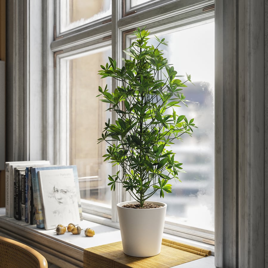 Planta em vaso Nora Dwarf Umbrella Tree Modelo