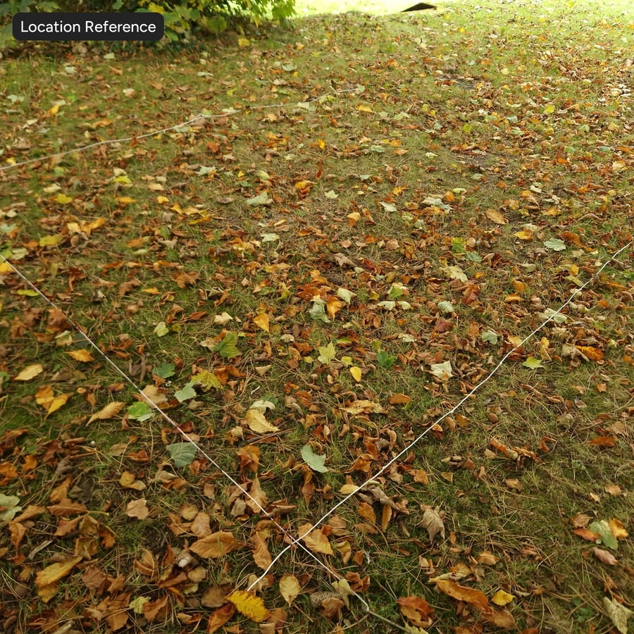 Scattered Autumn Leaves and Pine on Grass Texture