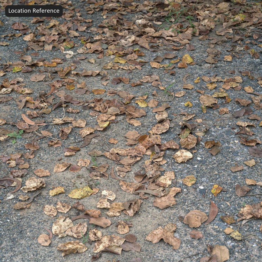 Feuilles tombées sur une texture de route en granulats d'asphalte