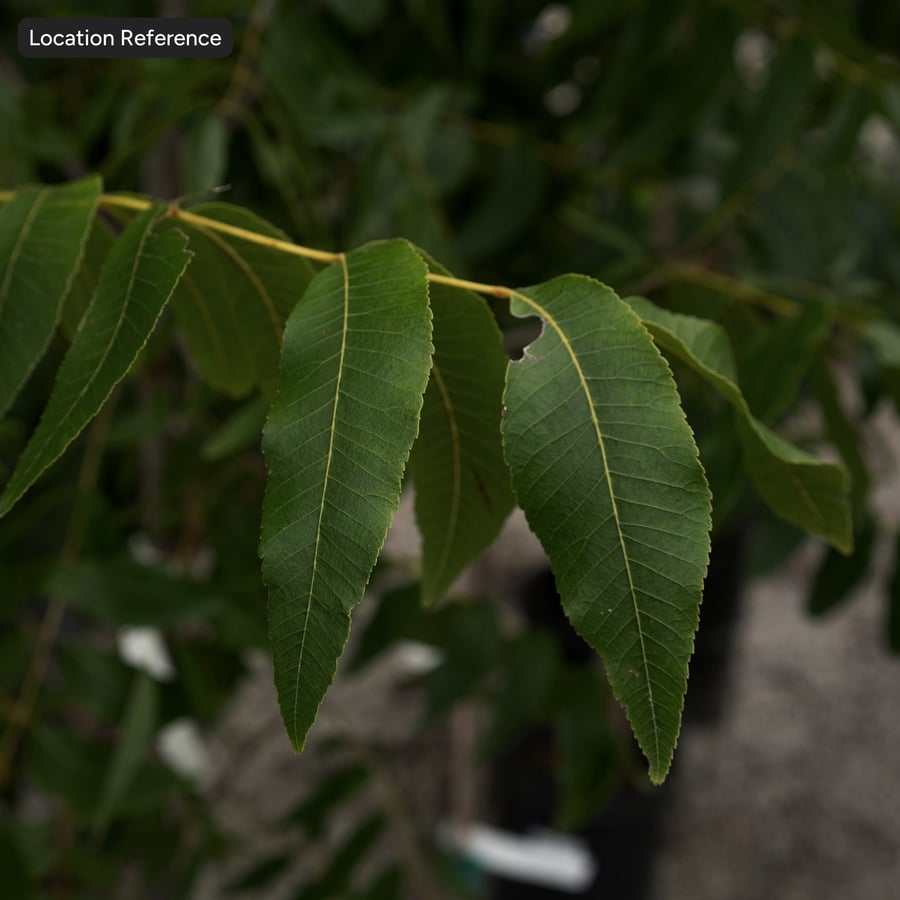 Pecan Leaves Atlas