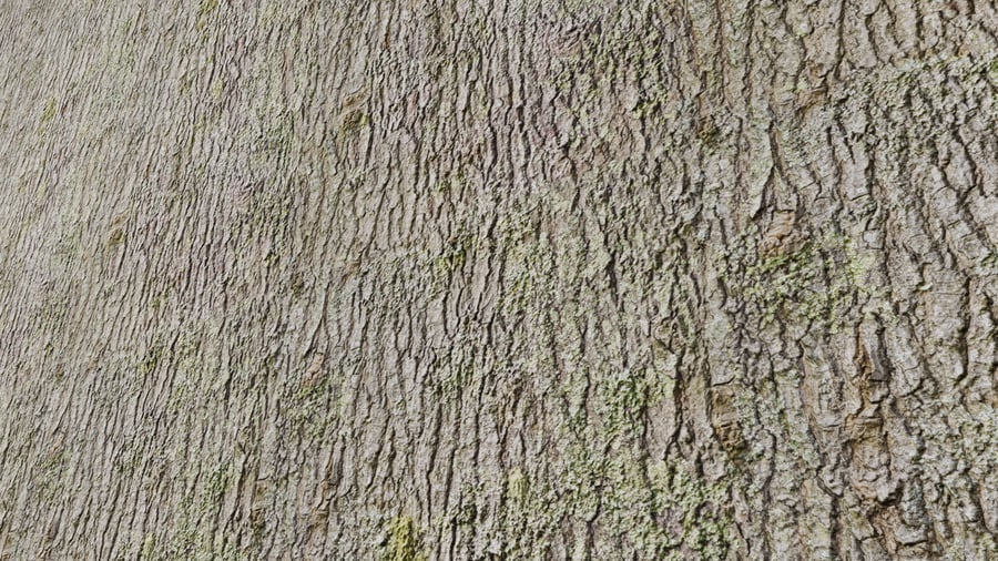 Mossy Deciduous Bark Texture