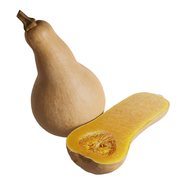Butternusskürbis-Modelle