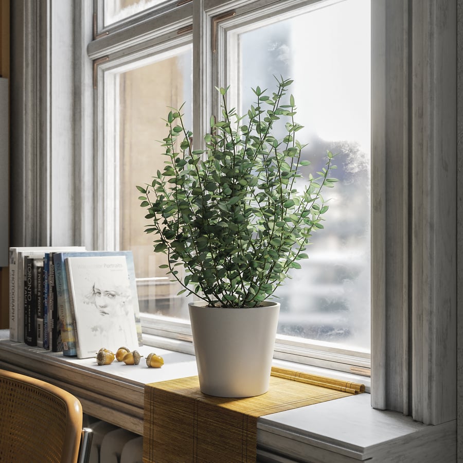 Planta jovem de eucalipto em vaso Modelo