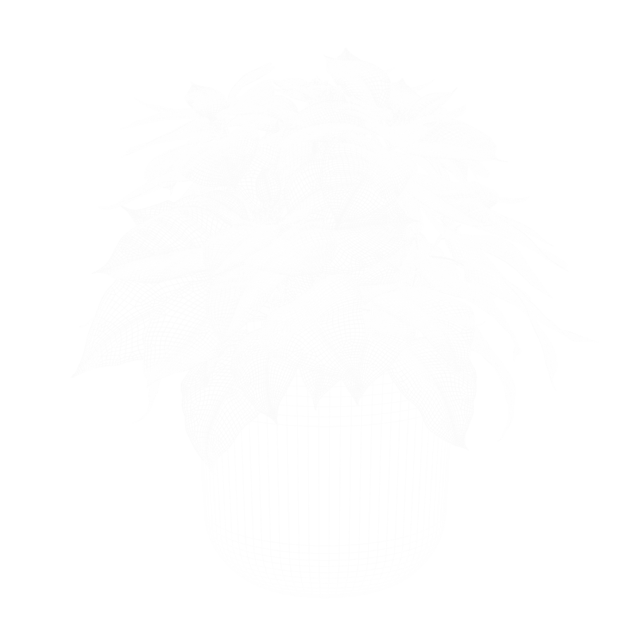 Poinsettia Plant Model
