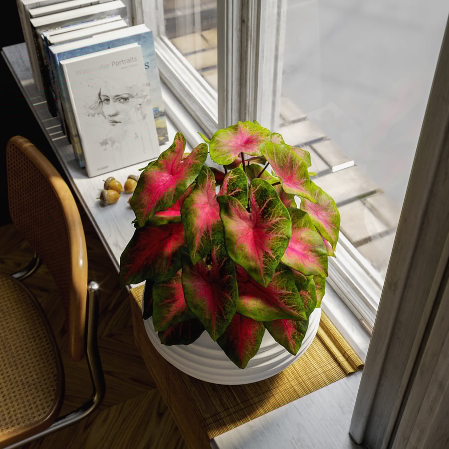 Modelo de planta em vaso Caladium, vermelho