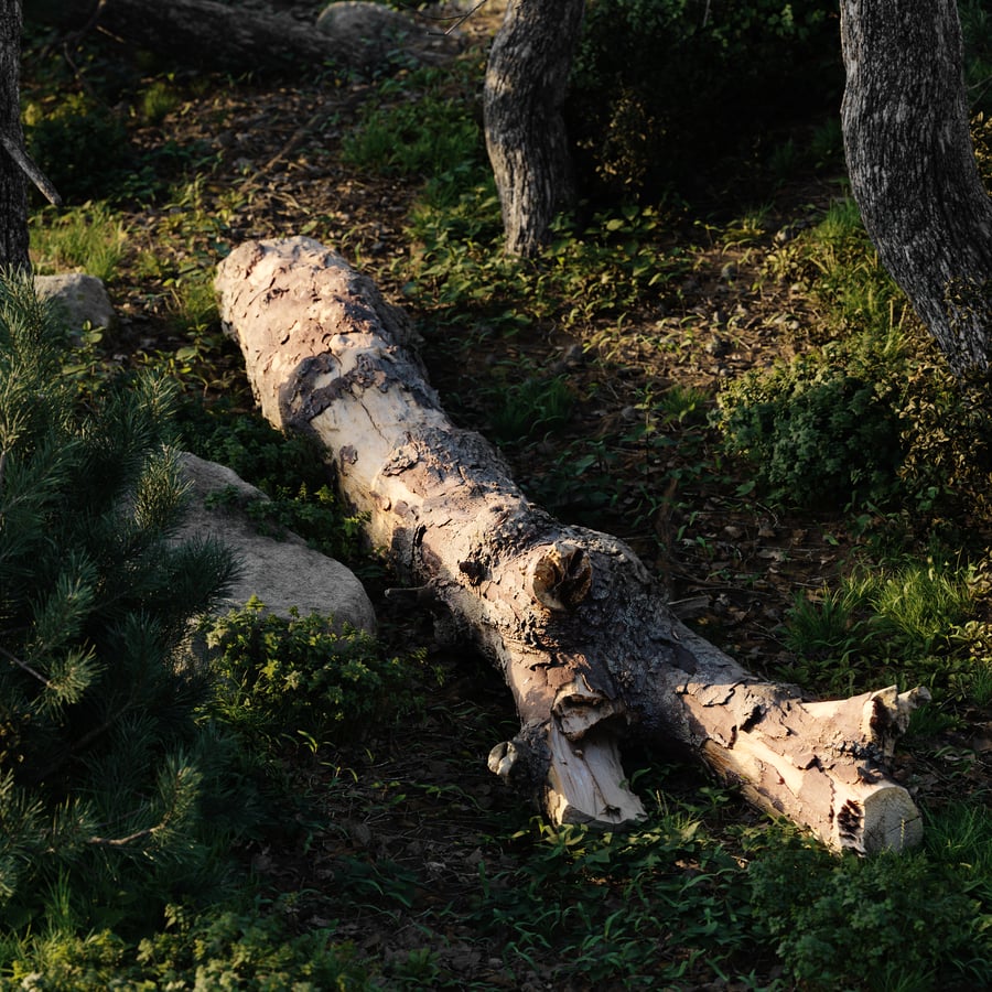 Large Branched Conifer Log Model