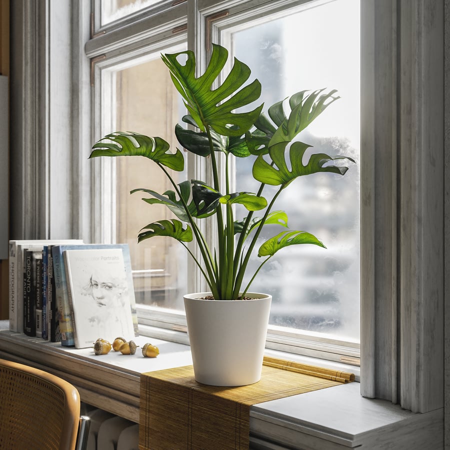 Monstera Deliciosa Plant Potted Plant Model