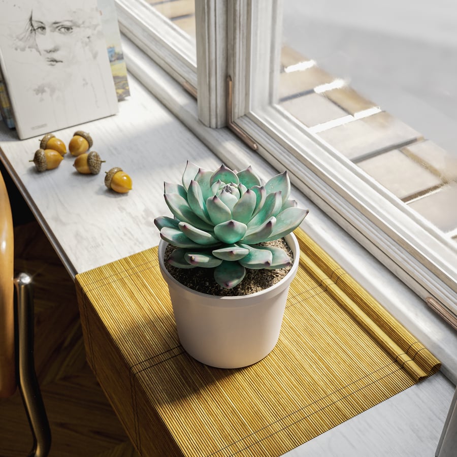 Planta Suculenta Echeveria Tippy em Vaso Modelo