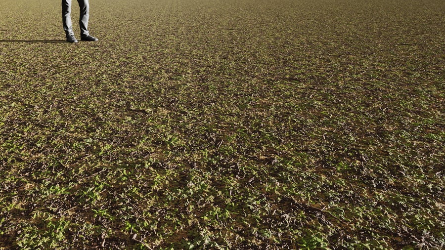 Grass and Twigs Forest Texture