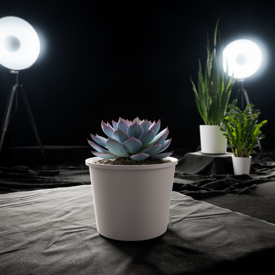 Planta Suculenta em Vaso Echeveria Morning Beauty Modelo