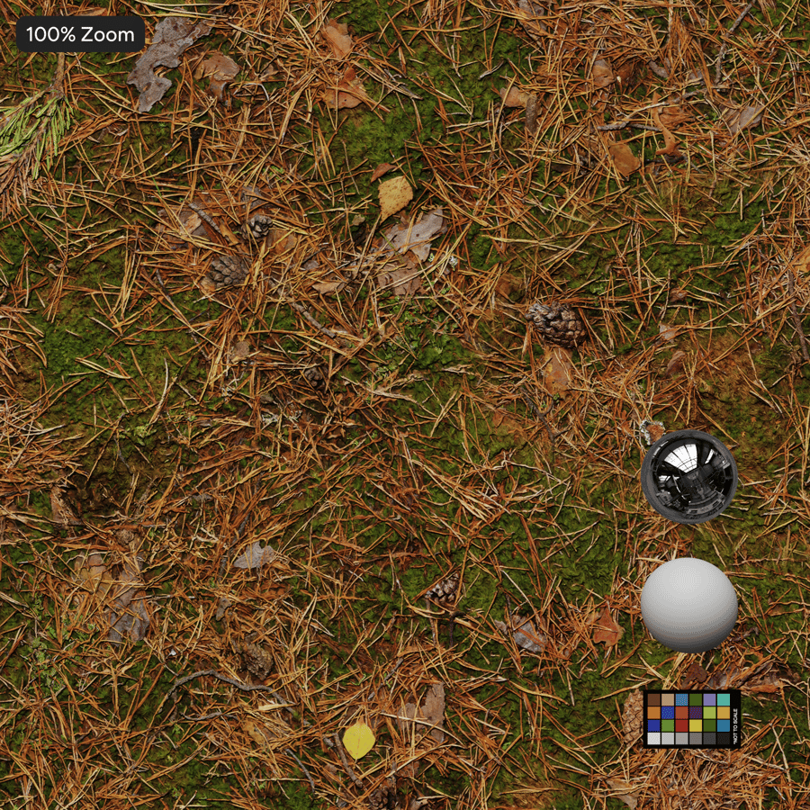 Fallen Conifer Leaves on Grass Ground Texture