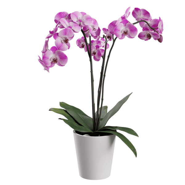 Orchid Plant Model, Pink