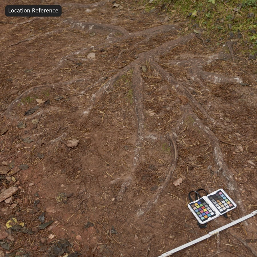 森林地面の木の根 テクスチャ, レッド