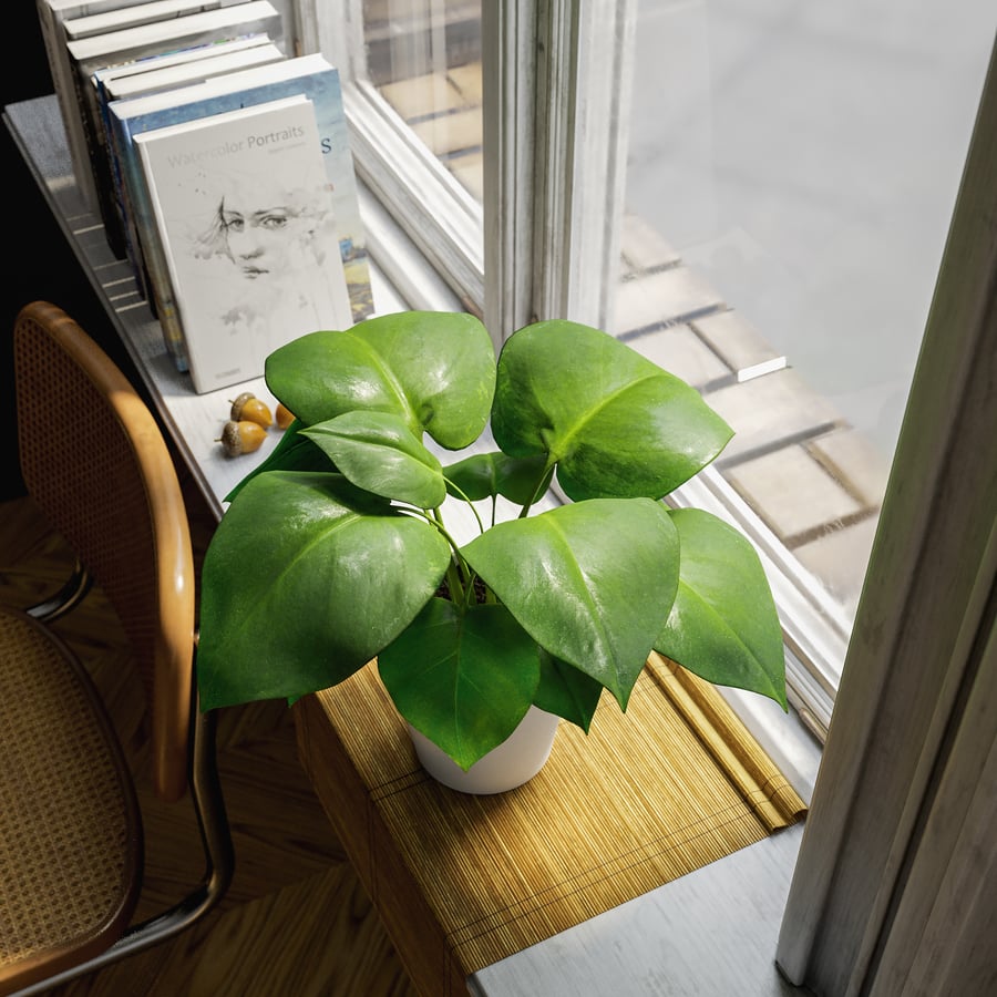 Planta jovem Monstera em vaso Modelo
