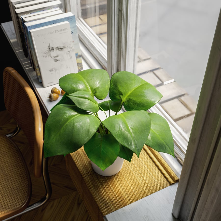 Young Monstera Plant Potted Plant Model